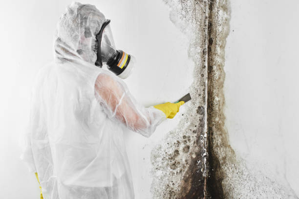 Best Health and Safety Mold Remediation in Johnson City, TX