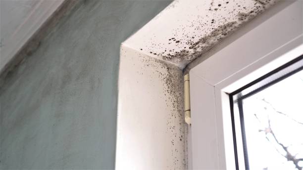 Best Emergency Mold Remediation in Johnson City, TX