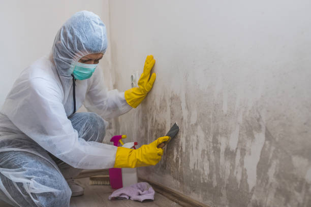 Best HVAC Mold Remediation in Johnson City, TX