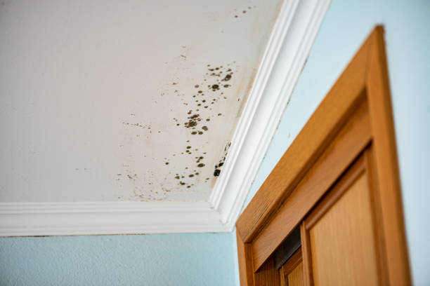 Best Commercial Mold Remediation in Johnson City, TX