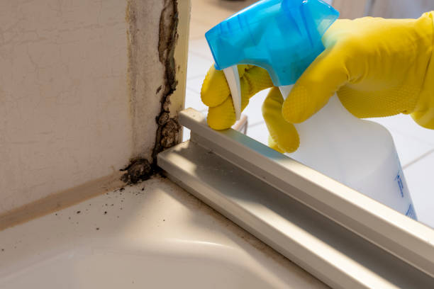 Best Post-Flood Mold Remediation in Johnson City, TX
