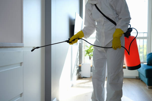 Best DIY Mold Remediation Support Services in Johnson City, TX