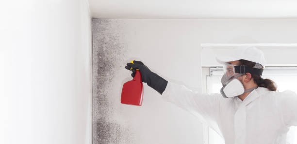 Best Industrial Mold Remediation in Johnson City, TX