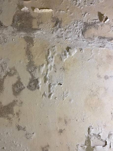 Best Preventive Mold Services in Johnson City, TX