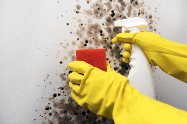 Best Emergency Mold Remediation in Johnson City, TX
