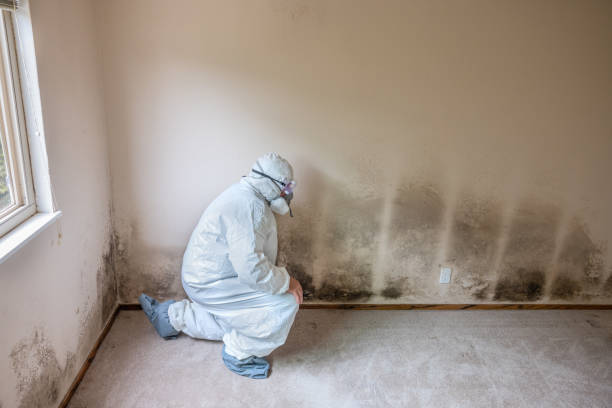 Best Crawl Space Mold Remediation in Johnson City, TX