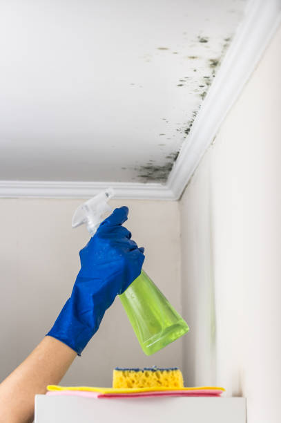 Best Basement Mold Remediation in Johnson City, TX