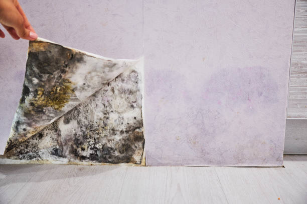 Best Attic Mold Remediation in Johnson City, TX